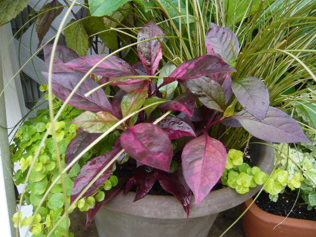 アカバセンニチコウ