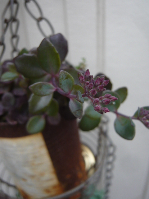 カラスバミセバヤ