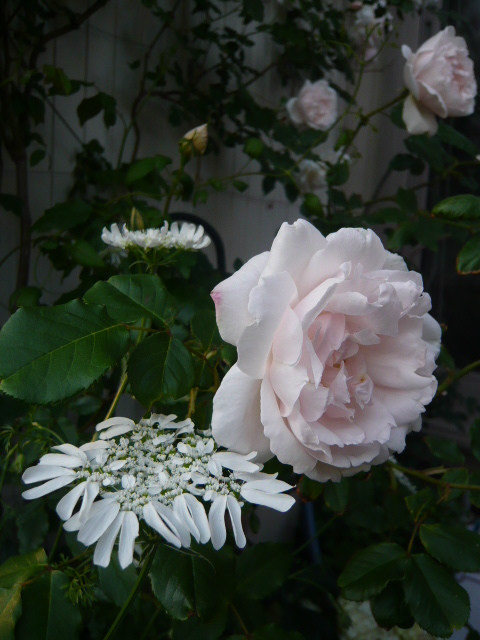 バラとオルラヤ