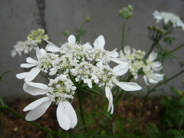 オルラヤ ホワイトレース