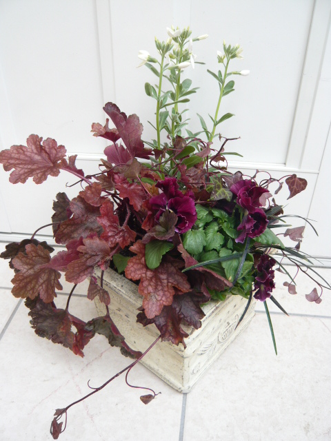 パンジー ムーランルージュ×ストック×ヒューケラ×コクリュウ×アイビー