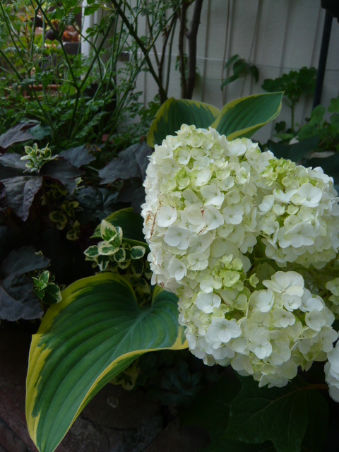 あじさいとギボウシ