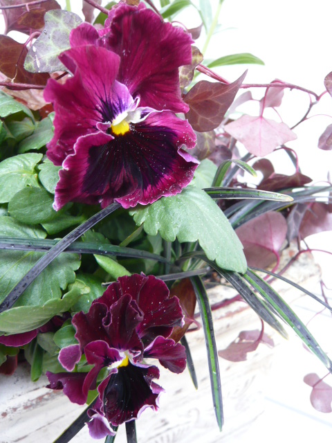 パンジー ムーランルージュ