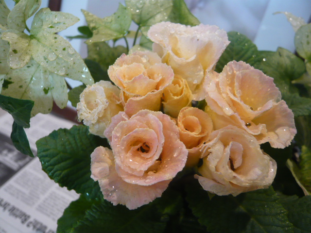 バラ咲きジュリアン