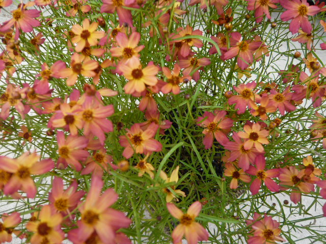 コレオプシス アップ