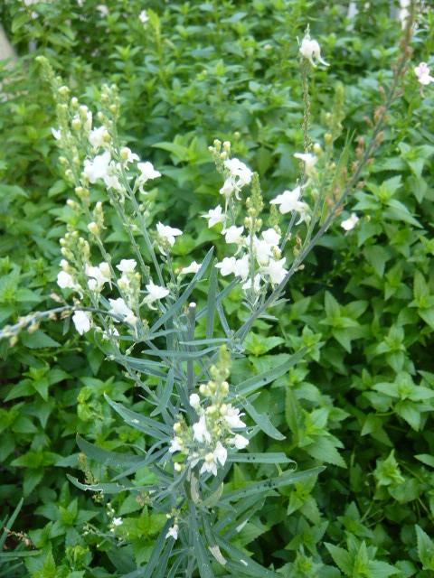 宿根リナリア　白