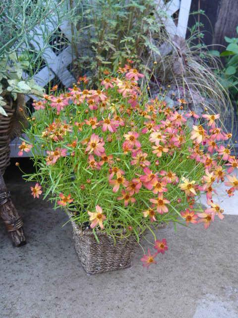 コレオプシス トロピカルレモネード