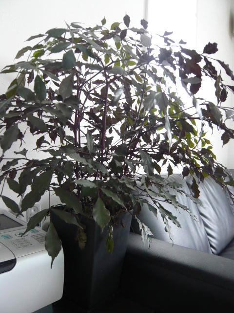 ハワイアンホーリー