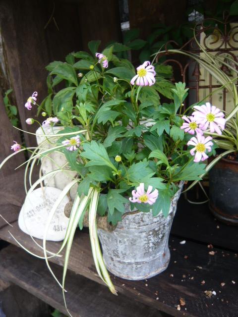 ブラキカムピンク×ペアグラス