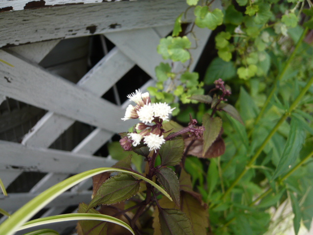 ユーパトリウム
