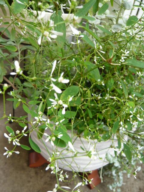 ダイヤモンドフロスト