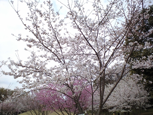 樺桜