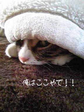ここやでぇ