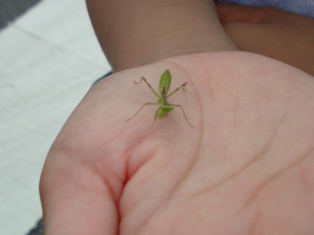 カマキリの赤ちゃん