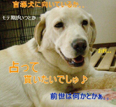 占うまでもなく前世は間違いなく犬^^