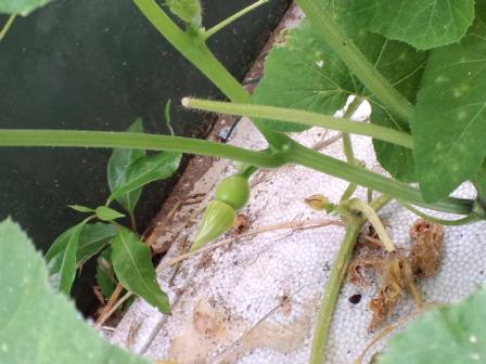 ジャックオーランタン用