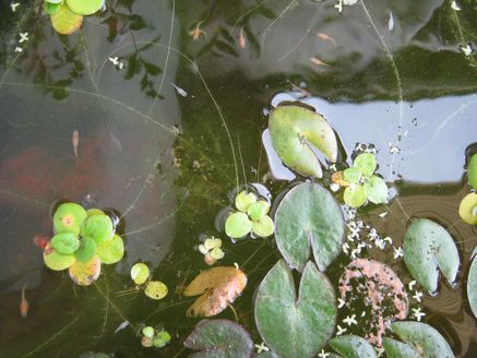 本舗 めだか