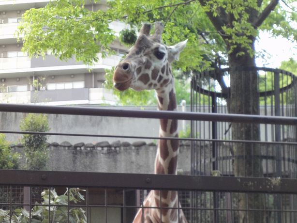 上野動物園 012.jpg