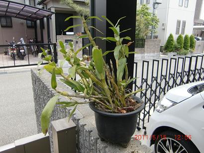 石斛007.JPG