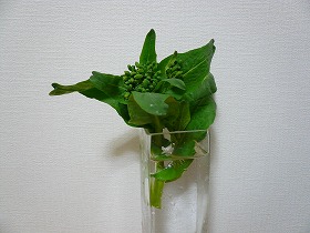 かき菜（花）