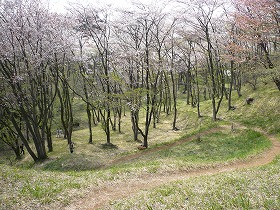 山桜