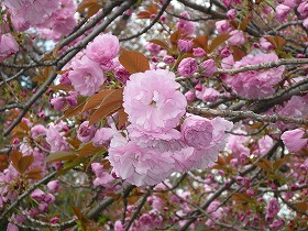 八重桜