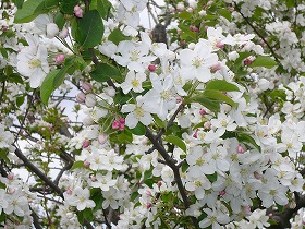 公園の花