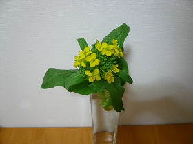 かき菜開花