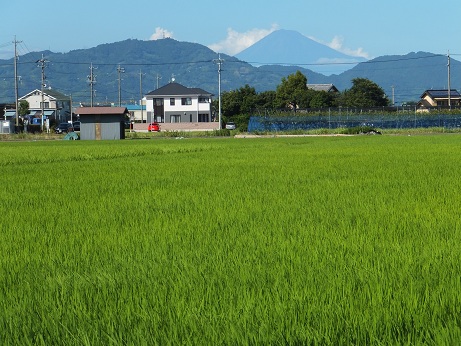 田んぼ+富士山.jpg