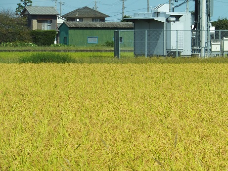 秋の田んぼ.jpg