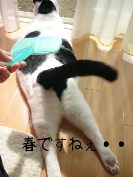 春ですねぇ・・・