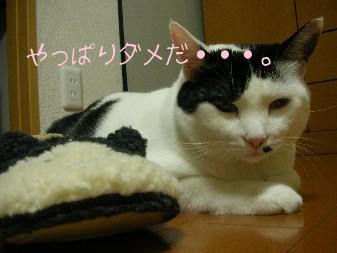 DSCN72061.JPG