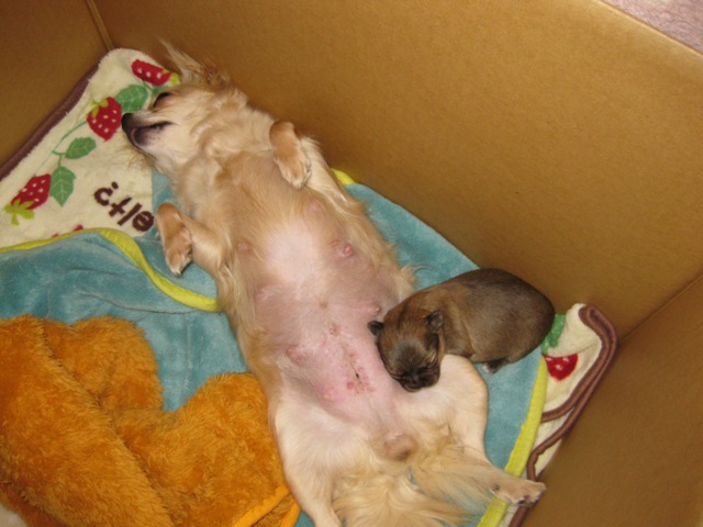 baby