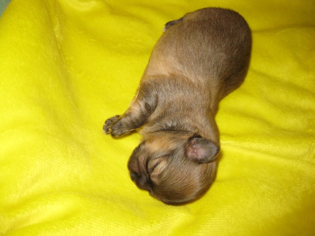 baby