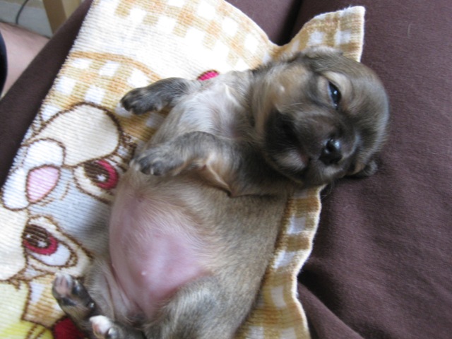 baby