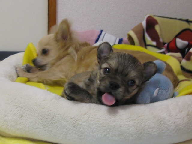 baby