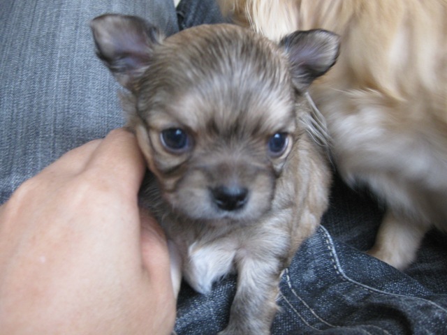 baby