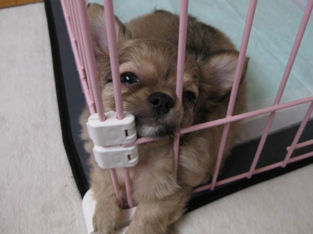 baby