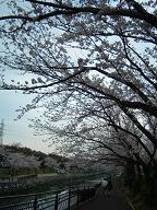 2008年　　桜　　2.JPG