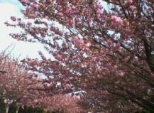 つ桜.jpg