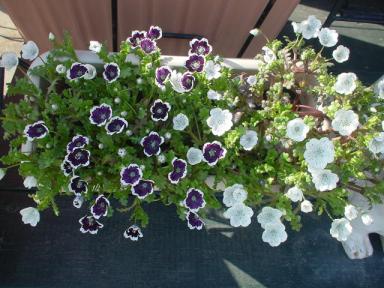 花いろいろ(005)白＆紫ーｓ.JPG