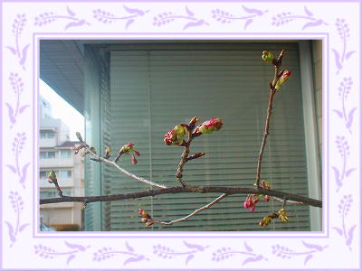 １・３０河津桜・全景(001)s-アレンジ.jpg