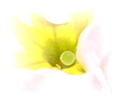 ピンク２-アレンジ.JPG