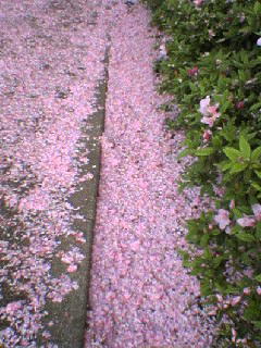 桜花びら２.jpg