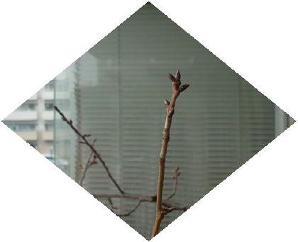 八重桜(001).JPG