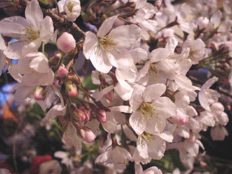 切桜(016)-s.JPG