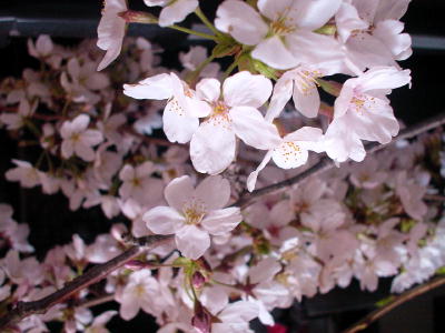 ４・１切桜(002)-s.JPG