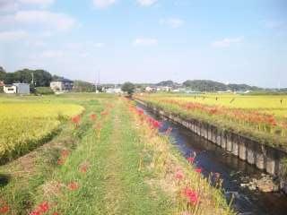 小出川彼岸花まつり2　☆　2009/9/20