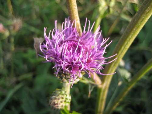 種差海岸　花1　☆　2009/10/18