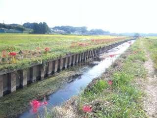 小出川彼岸花まつり4　☆　2009/9/20